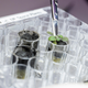 Harvesting a thale cress plant grown in lunar soil.